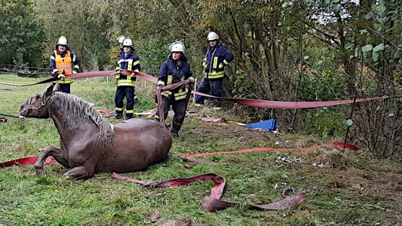 Pferderettung: Gro&szlig;tierretterin Birgit Niekamp von der Freiwilligen Feuerwehr Leopoldsh&ouml;he steht hinter dem eben aus dem Bett des Eselsbaches gezogenen Pferd. Weitere Einsatzkr&auml;fte halten einen Schlauch als provisorisches Gatter und schauen dem Versuch zu, das Pferd auf die Beine zu bringen. - &copy; Lars Koppmann/Freiwillige Feuerwehr Leopoldsh&ouml;he