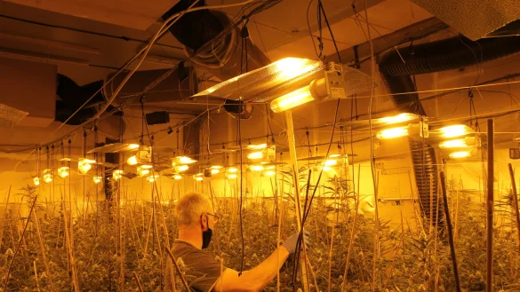 In der mit professioneller Technik ausgestatteten Plantage gediehen mannshohe Cannabispflanzen. - &copy; Polizei Paderborn