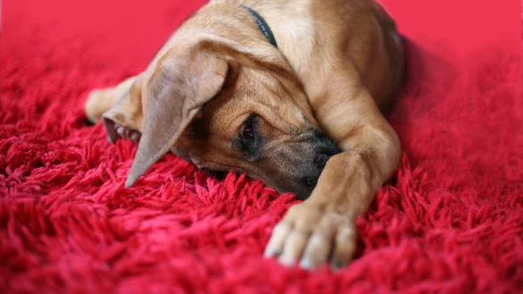 Tier-Notf&auml;lle k&ouml;nnten teurer werden - &copy; Vera Gerstendorf-Welle