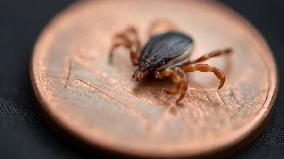 Hyalomma-Zecke - &copy; Foto: Fabian Sommer/dpa
