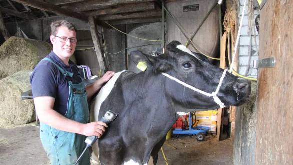 Im Sch&ouml;nheitssalon: Lennart Landwehr bereitet Milchkuh Genua mit einer Schermaschine auf die Schau der Rinder-Union West am Donnerstag in Hamm vor. - &copy; Carolin Nieder-Entgelmeier