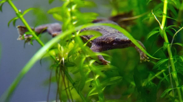 Fr&ouml;sche im Aquarium - &copy; Foto: Andrea Warnecke/dpa-tmn