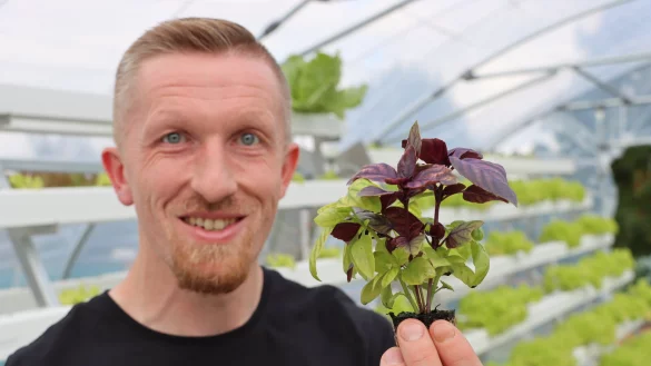 Michael Peine züchtet Salate und Kräuter in Kunststoffrinnen. Hier zeigt er frisches Basilikum. - © Alexander Graßhoff