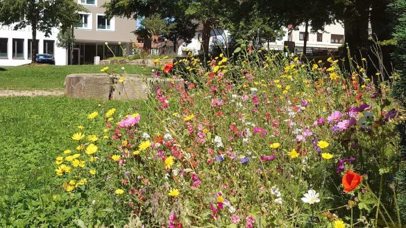 Ein wahrer Augenschmaus: Bl&uuml;hfl&auml;che im B&uuml;rgergarten in B&ouml;singfeld. - &copy; Marketing Extertal