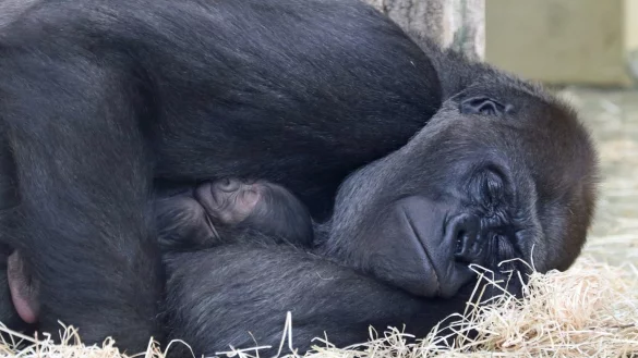 Gorillas im Zoo Berlin - &copy; Foto: Zoo Berlin/dpa