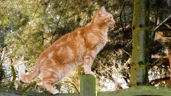 Eine Katze strolcht durch einen Garten - &copy; Foto: Markus Scholz/dpa-tmn