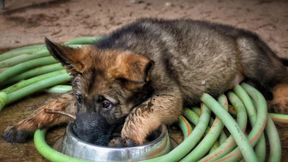 Der Schäferhund ist traurig, weil er kein Essen bekommt. - © Symbolfoto: Pixabay/Angeleses
