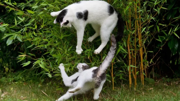 K&auml;mpfende Katzen - &copy; Foto: Julian Stratenschulte