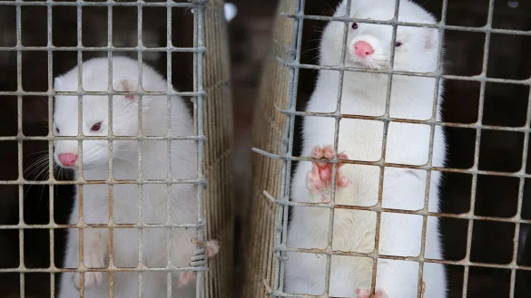 Nerze - &copy; Foto: Sergei Grits/AP/dpa