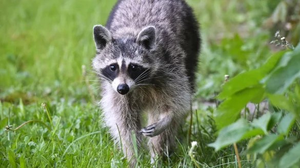 Waschb&auml;r - &copy; Foto: Patrick Pleul