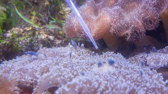 Mangrovenquallen - &copy; Foto: Sina Schuldt/dpa