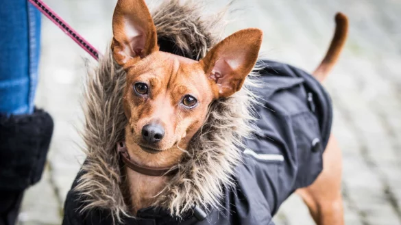 Die Liebe zum Nutztier h&auml;lt sich bei den Deutschen in Grenzen. W&auml;hrend f&uuml;r Haustiere viel Geld ausgegeben wird, muss Fleisch im Supermarkt vor allem billig sein. - &copy; Frank Rumpenhorst