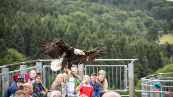 Greifv&ouml;gel der Adlerwarte Berlebeck - &copy; Torben Gocke