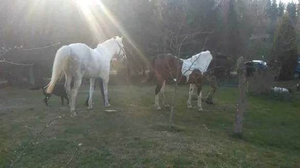 Aufnahmen der in Polen beschlagnahmten Pferde: Die Ermittler hatten sie nahe Danzig entdeckt und dann sichergestellt. Sie wurden wieder an ihre Eigent&uuml;merinnen &uuml;bergeben. - &copy; Privat