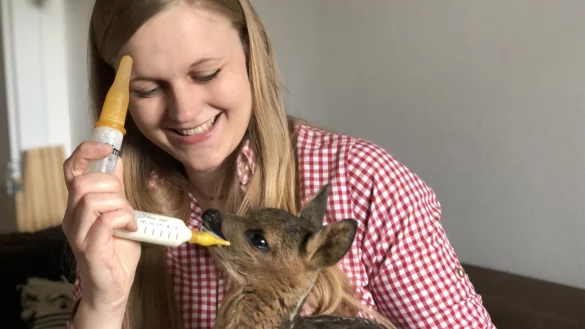 Johanna M&uuml;ller zieht seit dieser Woche zwei Rehkitze auf, deren Mutter von einem Hund gerissen wurde. - &copy; Till Brand