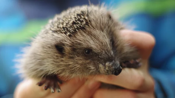 Junger Ingel - &copy; Foto: Christina Bachmann/dpa-tmn