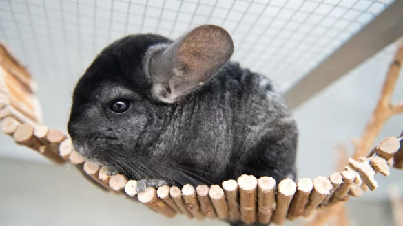 Chinchilla - &copy; Foto: Inga Kjer