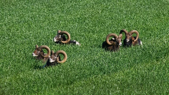 Zum Tode verurteilt: die Bielefelder Mufflons. - &copy; Ludger B&uuml;skens