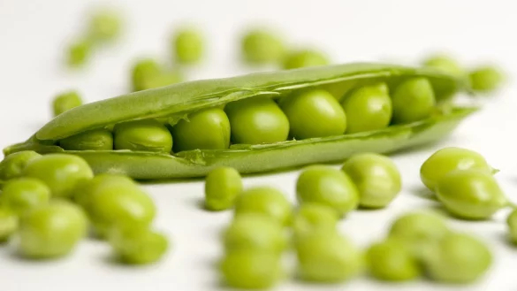 Erbsen - &copy; Foto: Andrea Warnecke