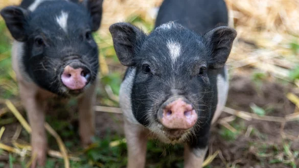 Die Mini-Schweine Lotte und Luise wurden 2023 ausgesetzt und vom Tierheim aufgenommen. Sie haben inzwischen ein neues Zuhause und sind seit der Entstehung dieses Fotos kr&auml;ftig gewachsen. Jetzt sind in Rahden wieder ausgesetzte Mini-Schweine unterwegs. - &copy; Tierheim L&uuml;bbecke