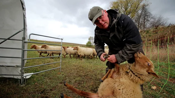 Bei der Klauenpflege: Ludger Albers und die Weidegemeinschaft k&uuml;mmern sich t&auml;glich um seltene Schafrassen in Sommersell. - &copy; Jan Ahlers