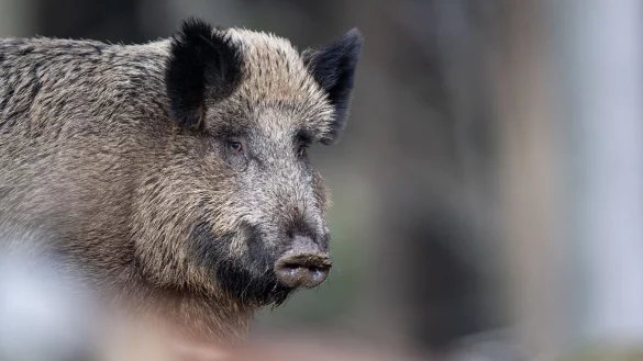 Wildschwein - &copy; Foto: Lino Mirgeler/dpa