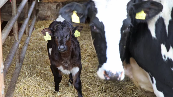 Auf dem Milchviehhof Hellmig bleiben die K&auml;lber die ersten drei Monate nach der Geburt bei der Mutter. Erst danach werden sie schrittweise getrennt. - &copy; Vera Gerstendorf-Welle/Archivfoto