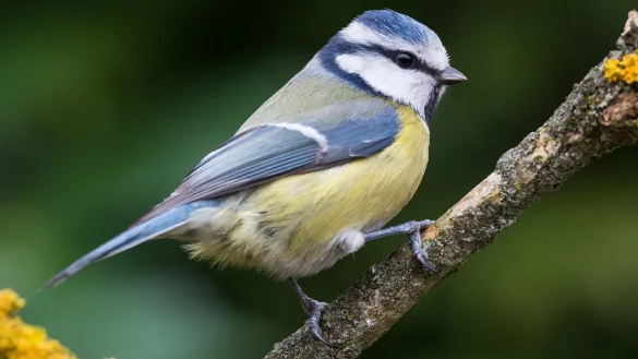 Vogelbad selbst bauen - &copy; Foto: Patrick Pleul/dpa