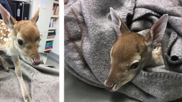 Ein Tierazt behandelte das ersch&ouml;pfte Tier. - &copy; Feuerwehr Bad Salzuflen