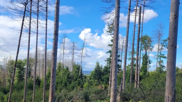 Blick in den Salzufler Stadtwald. - &copy; Alexander von Leffern