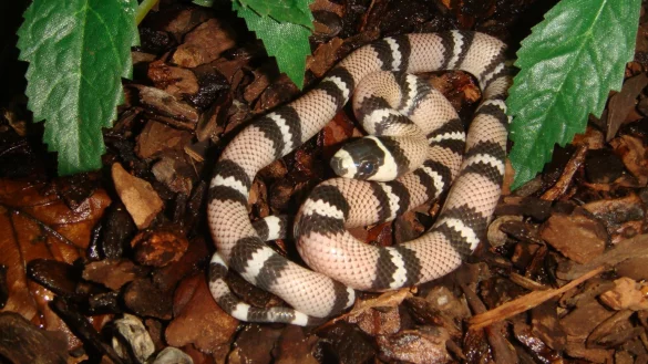 Eine Milchschlange - &copy; Foto: FLH/dpa-tmn