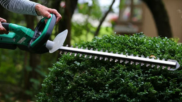 Starker R&uuml;ckschnitt der Hecke - &copy; Foto: Karl-Josef Hildenbrand/dpa-tmn