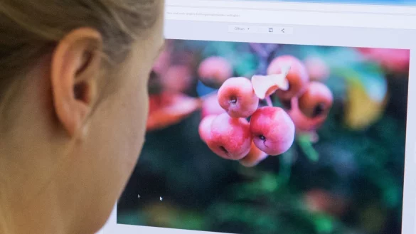 Es gibt mehr Programme als Photoshop - &copy; Foto: Karolin Kr&auml;mer/dpa-tmn