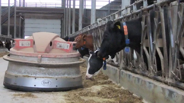 Unerm&uuml;dlich: Der Roboter f&auml;hrt vor den Futterkrippen hin und her und schiebt das Heu wieder n&auml;her an die K&uuml;he heran. - &copy; Axel B&uuml;rger