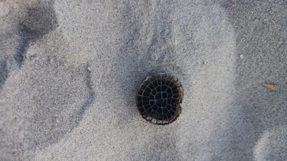 Am Strand von Borkum hat ein Spazierg&auml;nger Plastikchips einer Kl&auml;ranlage aus dem Kreis G&uuml;tersloh gefunden. - &copy; Privat