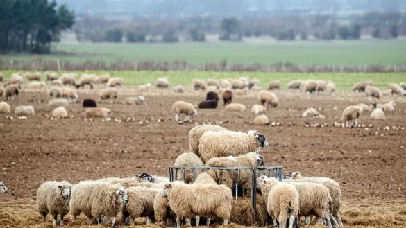 Schafe in Gro&szlig;britannien - &copy; Foto: Danny Lawson/PA Wire/dpa