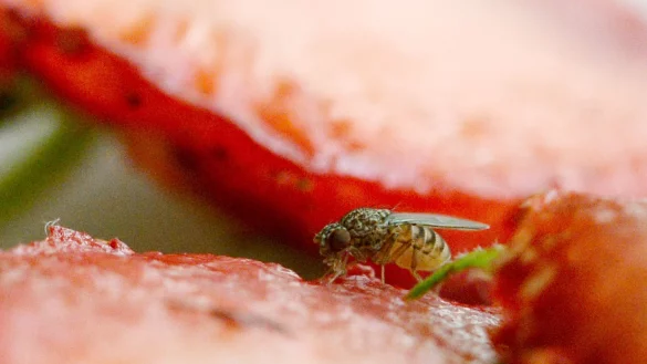 - © Andrea Warnecke/dpa-tmn