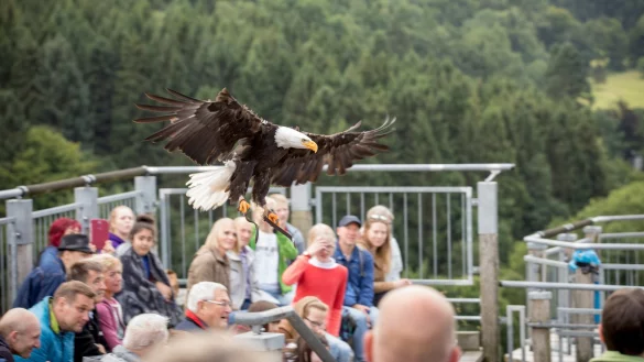 Mitten im Flug: Wei&szlig;kopfseeadler-Dame &bdquo;Diva" fliegt ganz nah &uuml;ber die K&ouml;pfe der Zuschauer hinweg und streift sie teilweise mit ihren Fl&uuml;gelfedern. - &copy; Torben Gocke