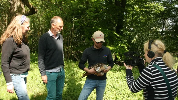 Freuen sich &uuml;ber die R&uuml;ckkehr von &bdquo;V8" in sein angestammtes Revier in Uhlental: (von links) Anwohnerin Belinda de Leeuw, die den Vogel verletzt fand, J&ouml;rg Westpfahl (Untere Landschaftsbeh&ouml;rde, Kreis Lippe), Falkner Benjamin Aschmann (stellvertretender Leiter Adlerwarte Berlebeck) und Julia Schl&ouml;pke (WDR-Fernsehteam Lokalzeit). - &copy; Sylvia Frevert