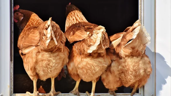 30.000 H&auml;hnchen mussten im Kreis Paderborn get&ouml;tet werden. - &copy; Symbolbild: Pixabay