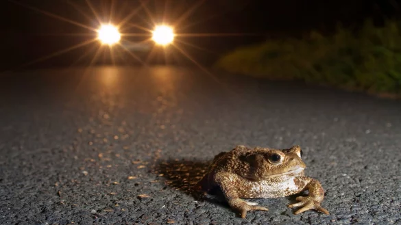 Vorsichtig fahren: Aufgrund der Temperaturen beginnt die Kr&ouml;tenwanderung in diesem Jahr fr&uuml;her. - &copy; Jonathan Fieber (Nabu)