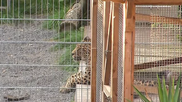 Frau von Leopard schwer verletzt - &copy; Foto: Tobias Junghann&szlig;/dpa-Zentralbild/dpa