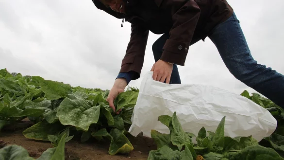 Immer &ouml;fter stehlen ungebetene G&auml;ste die Ernte direkt vom Feld, wie hier in einer nachgestellten Szene in Lieme. Zur&uuml;ck bleiben am Ende kahle St&auml;ngel und zertretene Bl&auml;tter &ndash; und ein hoher Schaden f&uuml;r den Landwirt. - &copy; Jens Rademacher