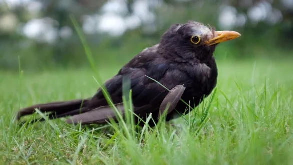 Amsel - &copy; Foto: Martin Gerten