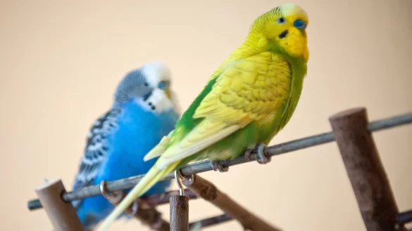 Wellensittiche - &copy; Foto: Andrea Warnecke