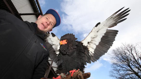 &bdquo;Fr&ouml;schchen" hei&szlig;t der Gaukler auf dem Handschuh von Falkner Klaus Hansen. Als der nun zw&ouml;lf Jahre alte Vogel nach Berlebeck kam, h&uuml;pfte er wie ein kleiner Frosch &ndash; das brachte dem Afrikanischen Schlangenadler seinen Namen. - &copy; Vera Gerstendorf-Welle