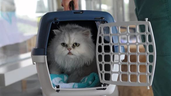 Entspannt in der Transportbox - &copy; Foto: Soeren Stache/dpa