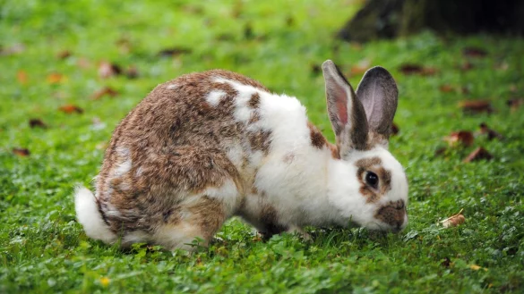 Kaninchen im Garten - &copy; Foto: Jennifer Jahns/dpa-tmn