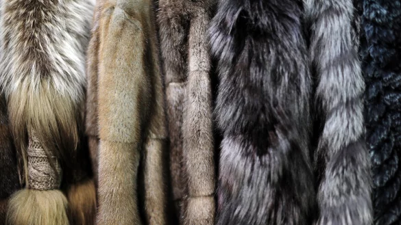 Pelze - &copy; Foto: Daniel Reinhardt