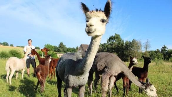 Hobby-Z&uuml;chter Alexander Laleike (im Hintergrund) freut sich &uuml;ber den Zuwachs f&uuml;r seine Alpaka-Herde. - &copy; Sandra Castrup